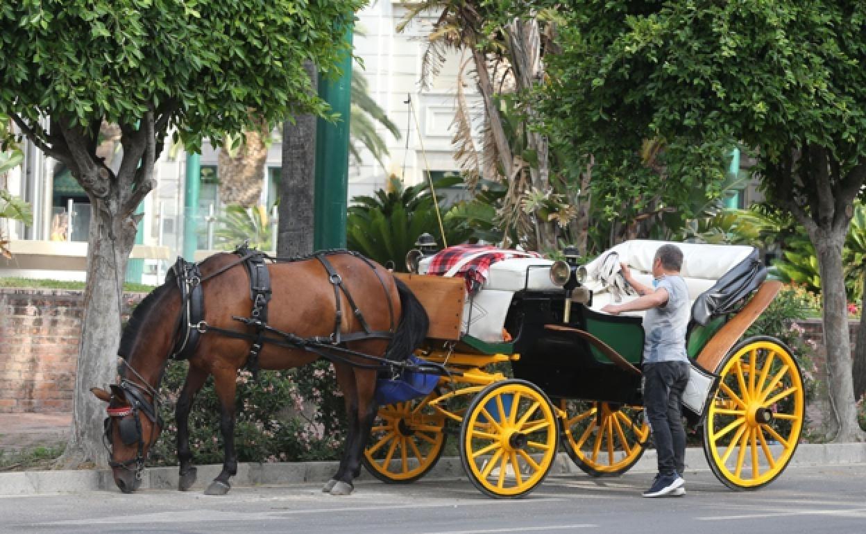 Could This Be The End Of Horse drawn Carriages For Tourists In Malaga could-this-be-the-end-of-horse-drawn-carriages-for-tourists-in-malaga